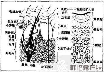 祛痘常识之皮肤基本结构