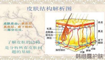 祛痘常识之皮肤基本结构